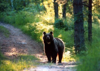 Orso ferisce padre e figlio in Trentino