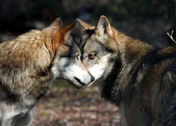 Parco Majella tra premiati ‘Voler bene all’Italia’
