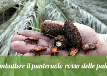 Marche:Lotta al Punteruolo rosso.La regione incarica l’Assam a elaborare un intervento, finanziato con 30 mila euro