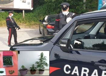 Rapolla: in casa ha marijuana e piante di canapa, denunciato