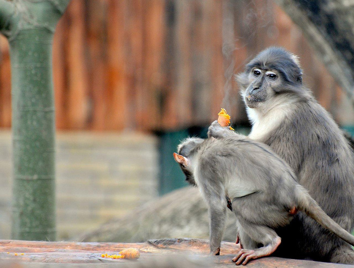 Scimmie morte in India,paura per l’acqua