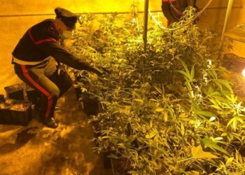 Scoperta serra per coltivare marijuana