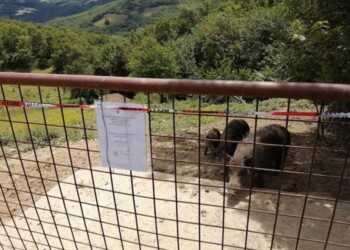 Sequestrato allevamento abusivo di cinghiali