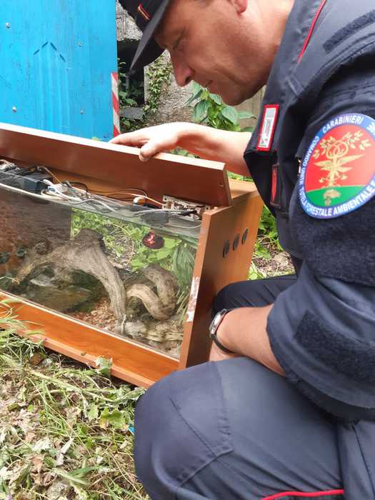 Serpente boa abbandonato a Pistoia