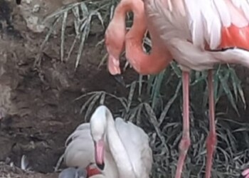 Sicilia: nato in cattività un fenicottero a Parco Orleans