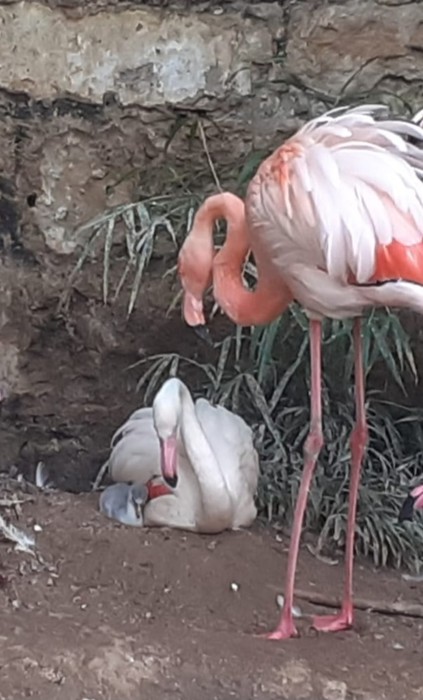 Sicilia: nato in cattività un fenicottero a Parco Orleans