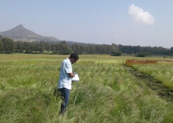 Teff, nel Dna i segreti dell’antico cereale etiope senza glutine