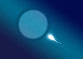 Trovata la proteina che ‘accende’ gli spermatozoi