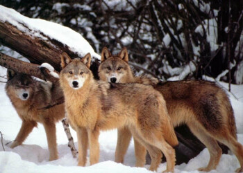 Lupi sulle Alpi, Preioni : dobbiamo tutelare i nostri piccoli allevatori con rimborsi veloci e burocrazia zero.