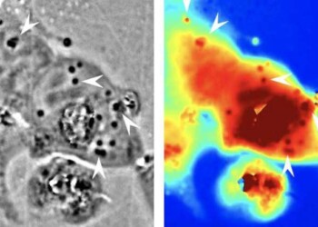 Verso cellule umane trasparenti, come nell’uomo invisibile