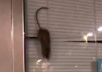 Video topo in vetrina diventa virale, Nas chiudono gelateria