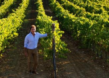 Vino: nasce Fondazione SOStain Sicilia per promuovere vitivinicoltura sostenibile  