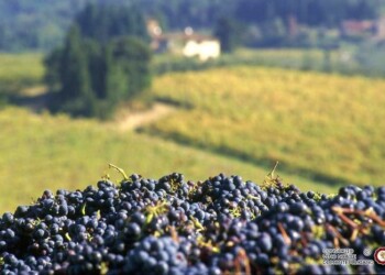 Vino: Vinitaly-Nomisma, +5,1% export Italia nonostante Covid