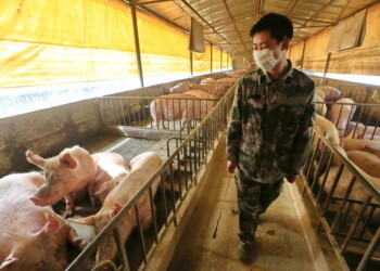 Virus trovato in Cina, per Salmaso esempio sorveglianza