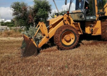 Xylella: Arif Puglia, abbattuti 5 ulivi infetti Locorotondo