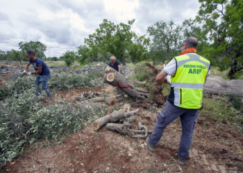 Xylella: in 5 anni estirpati 11.700 ulivi infetti