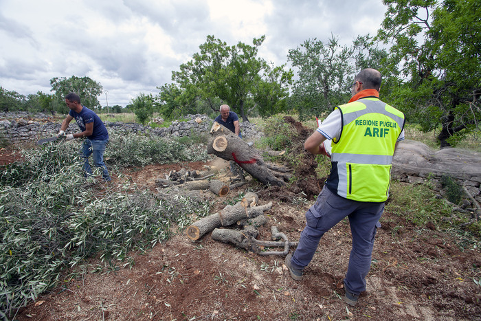 Xylella: in 5 anni estirpati 11.700 ulivi infetti
