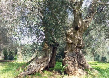 Xylella: Ue, eradicazioni meno severe