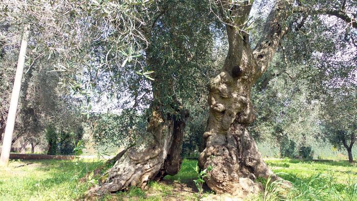 Xylella: Ue, eradicazioni meno severe