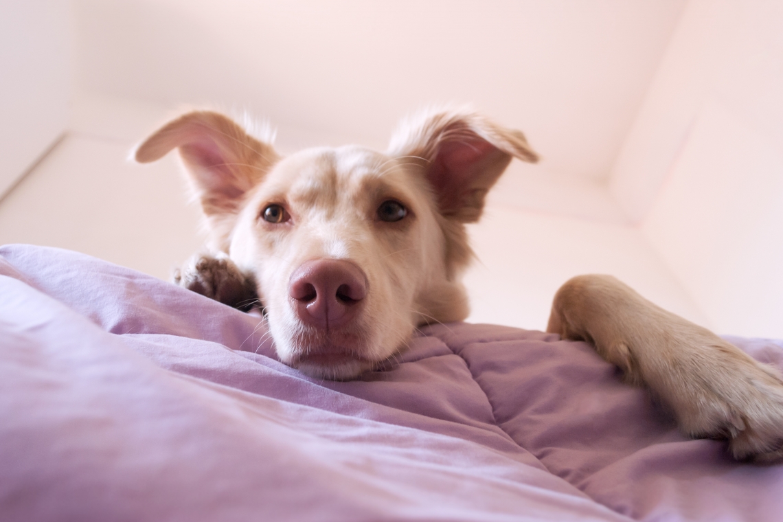 Come comunicare al nostro cane l’arrivo di un bebè?