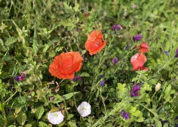 Semi di Agricoltura: Il papavero, dall’antica Grecia alla nostra cucina passando per un processo “stupefacente”