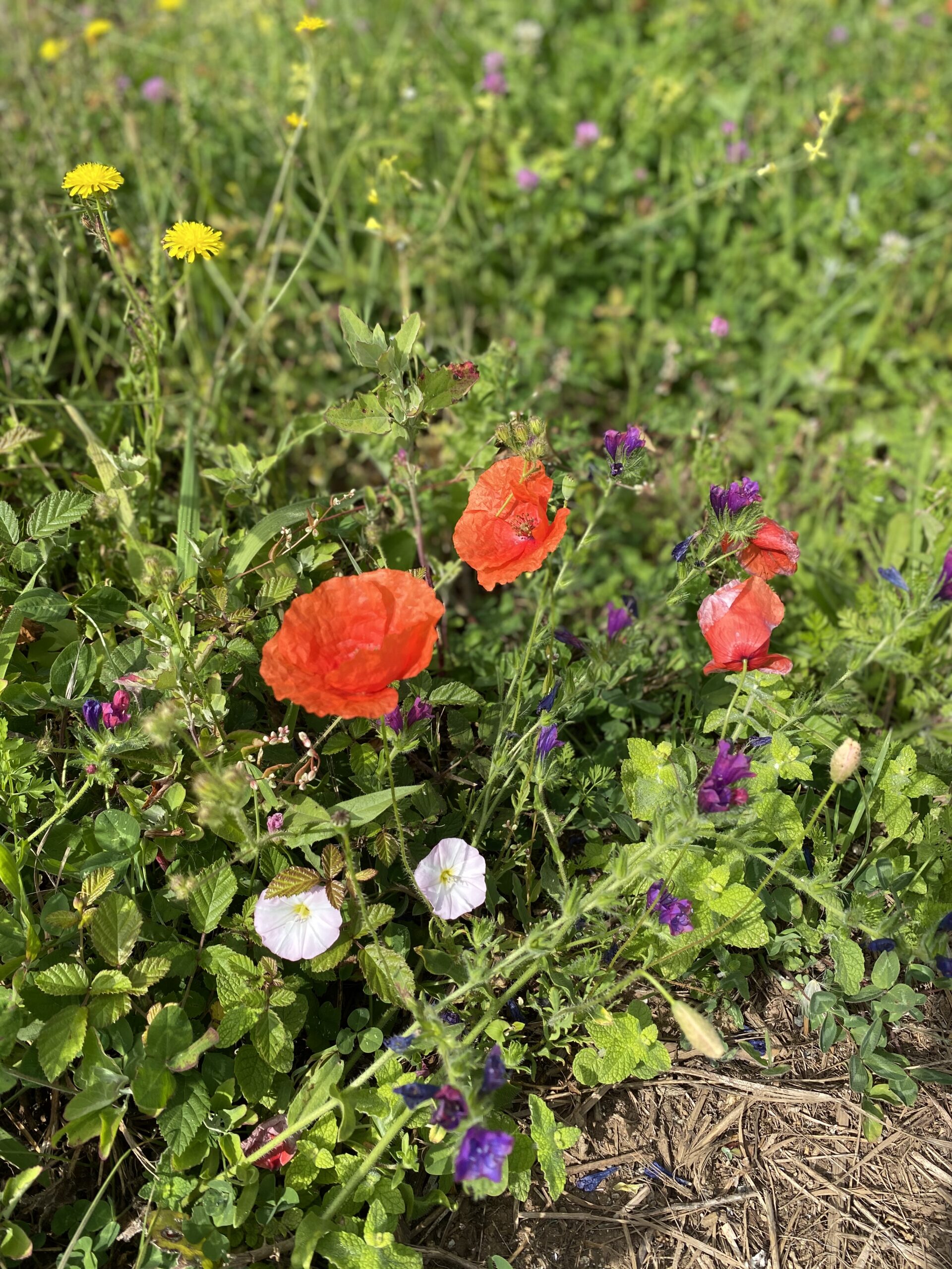 Semi di Agricoltura: Il papavero, dall’antica Grecia alla nostra cucina passando per un processo “stupefacente”
