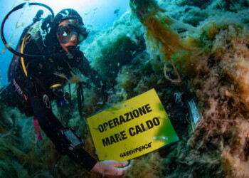GREENPEACE: ANCHE NEI NOSTRI MARI SEGNALI DEI CAMBIAMENTI CLIMATICI, PRIMI RISULTATI DEL PROGETTO “MARE CALDO”