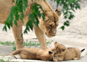 Al Bioparco di Roma sono nati due leoni asiatici