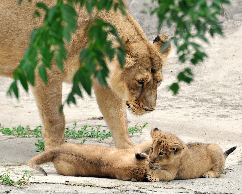 Al Bioparco di Roma sono nati due leoni asiatici