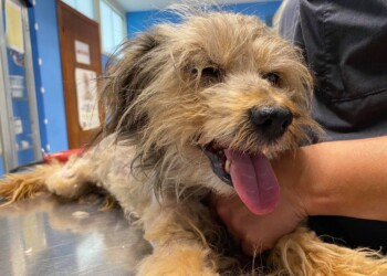 LEGATO A CATENA, 20 ANNI, CIECO E SORDO, SALVATO DALL’OIPA DI ANCONA. UNA STORIA D’INCURIA E D’ABBANDONO