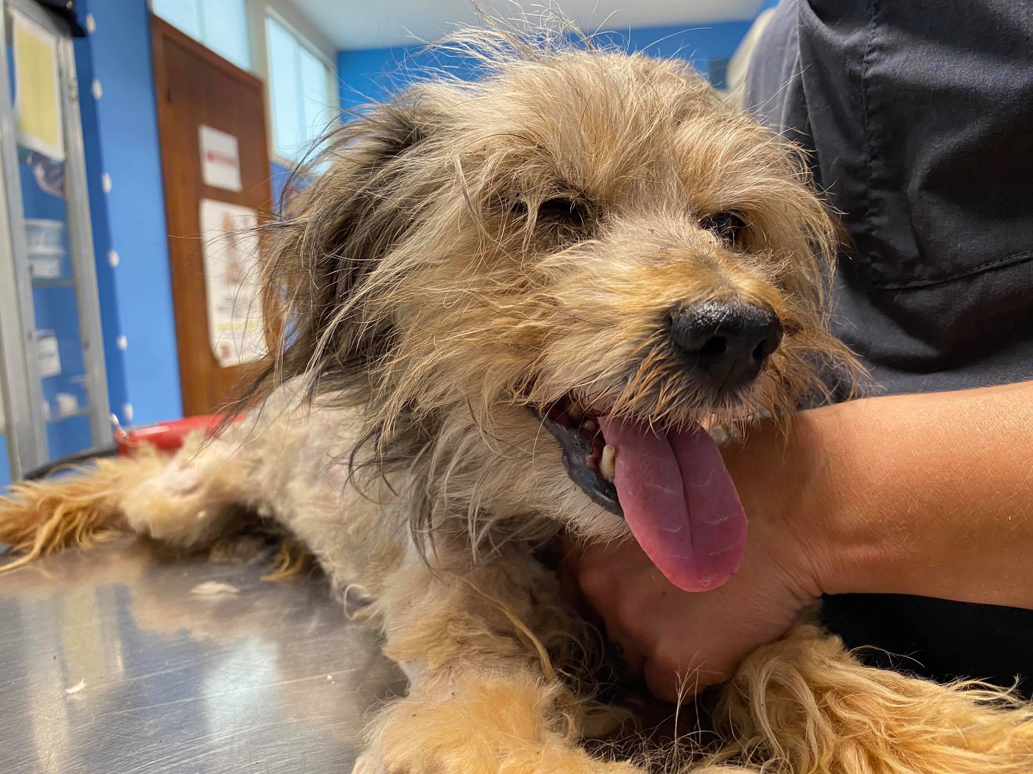 LEGATO A CATENA, 20 ANNI, CIECO E SORDO, SALVATO DALL’OIPA DI ANCONA. UNA STORIA D’INCURIA E D’ABBANDONO