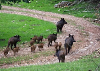 Abruzzo e Molise,18 mesi 160 incidenti con animali investiti