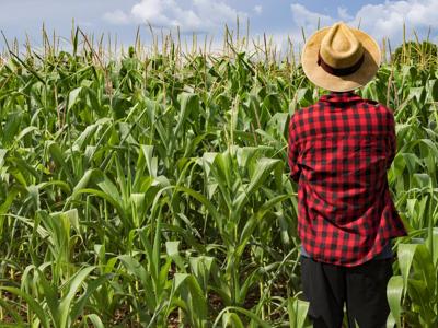 Investimenti e innovazione per un'agricoltura sostenibile, il Good Growth Plan di Syngenta