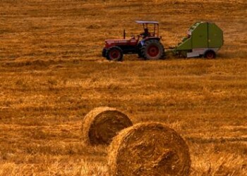 Agricoltura, Ismea: on line nuova sezione su indicatori di competitività filiera  