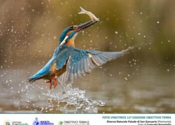 Ambiente: contest ‘Obiettivo Terra’, vince la foto del martin pescatore 