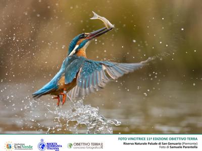 'Obiettivo Terra', vince la foto del martin pescatore