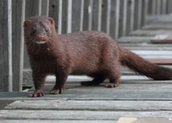 Ambiente: specie aliene invasive in crescita, +95% in Italia in 30 anni 