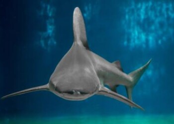 Animali: a rischio gli squali nel Mediterraneo 