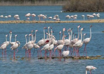Animali: fenicottero boom, 809 coppie nella riserva Saline di Priolo 
