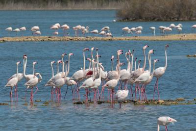 Fenicottero boom, raddoppiate le coppie nella riserva Saline di Priolo