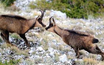 Animali: il camoscio non rischia più l’estinzione 