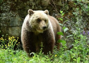 Animali: M49 ‘Papillon’ di nuovo in fuga 