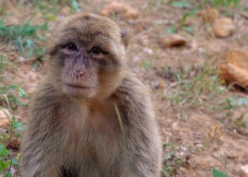 Bertucce salvate da traffico animali creano ‘famiglia’