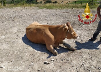 Bovino sopravvive 5 giorni in torrente