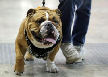 Cane muore chiuso in auto sotto il sole, denunciati i padroni