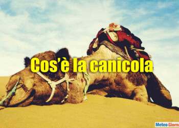 CANICOLA? Ecco di cosa di tratta