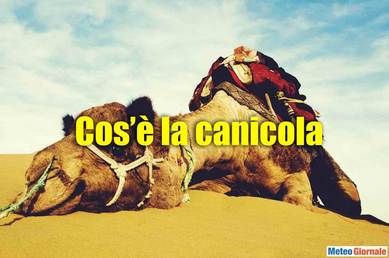 canicola