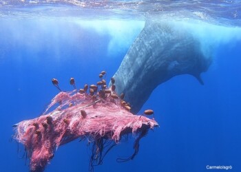 SCOMPARSO IL CAPODOGLIO INTRAPPOLATO NELLE EOLIE. DOPPIO APPELLO DELL’OIPA