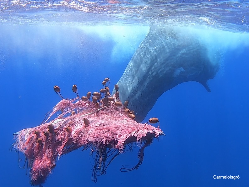 SCOMPARSO IL CAPODOGLIO INTRAPPOLATO NELLE EOLIE. DOPPIO APPELLO DELL’OIPA