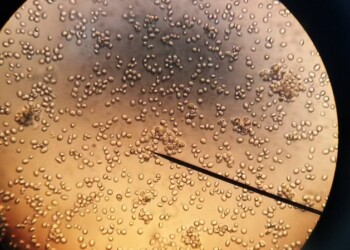 Cellule più longeve con l’invecchiamento pilotato